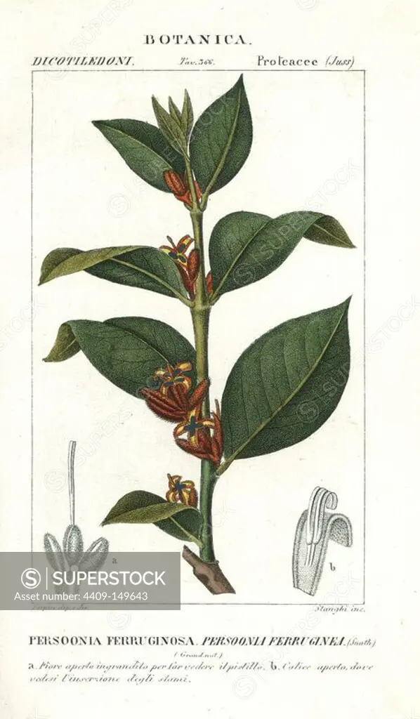 Snottygobbles, Persoonia ferruginea, native to Australia. Handcoloured copperplate stipple engraving from Jussieu's "Dictionary of Natural Science," Florence, Italy, 1837. Engraved by Stanghi, drawn by Pierre Jean-Francois Turpin, and published by Batelli e Figli. Turpin (1775-1840) is considered one of the greatest French botanical illustrators of the 19th century.
