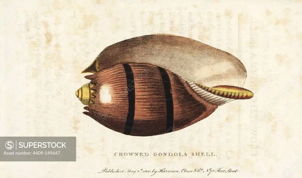 Crowned gondola shell, Cymbium species. Illustration copied from Georg Knorr. Handcoloured copperplate engraving from "The Naturalist's Pocket Magazine," Harrison, London, 1800.