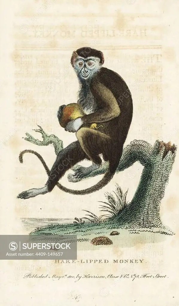Diana monkey, Cercopithecus diana, holding a large pear. Vulnerable. (Hare-lipped monkey, Cercopithecus faunus) Handcoloured copperplate engraving from "The Naturalist's Pocket Magazine," Harrison, London, 1800.