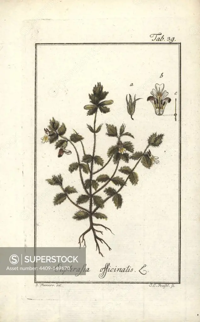 Eyebright, Euphrasia officinalis. Handcoloured copperplate engraving by J.C. Pemsel from a drawing by B. Thanner from Johannes Zorn's "Icones plantarum medicinalium," Germany, 1796. Zorn (1739-99) was a German pharmacist and botanist who travelled all over Europe searching for medicinal plants.