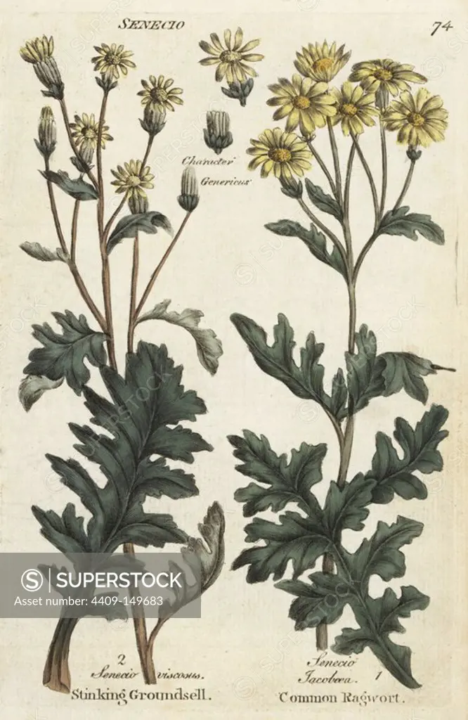 Stinking or sticky groundsel, Senecio viscosus, and common ragwort, Jacobaea vulgaris. Handcoloured botanical copperplate engraving by an unknown artist from "Culpeper's English Family Physician; or Medical Herbal Enlarged, with Several Hundred Additional Plants, Principally from Sir John Hill," by Joshua Hamilton, London, W. Locke, 1792.