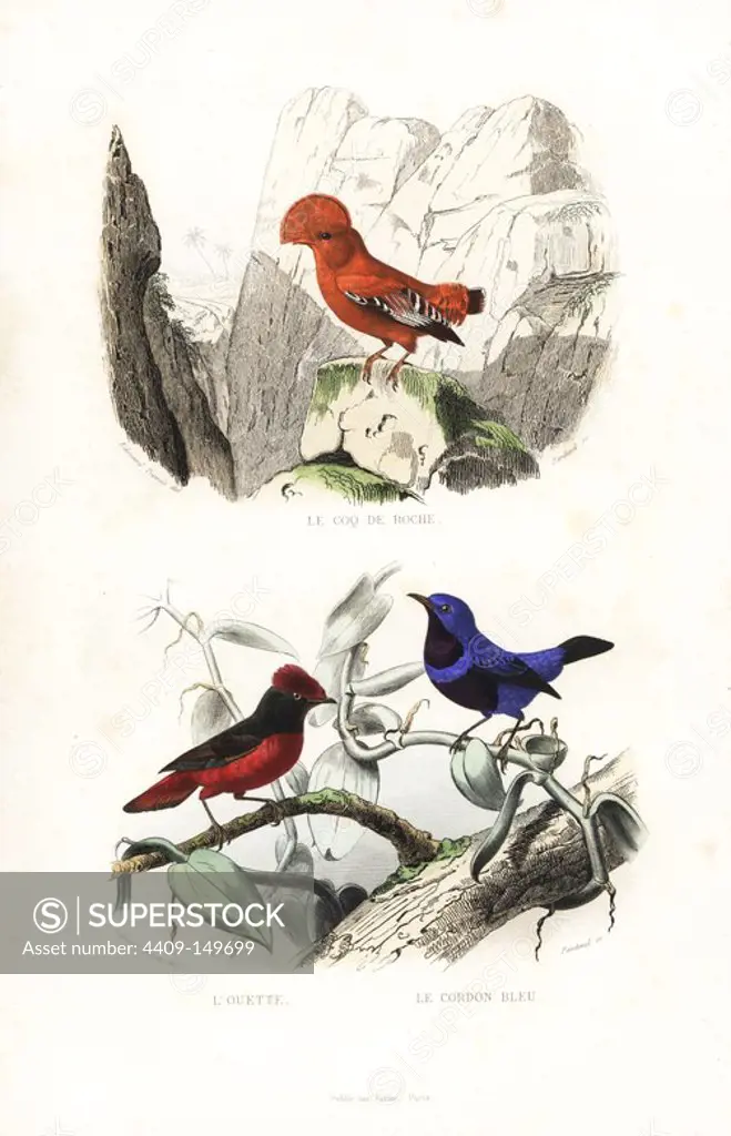 Guianan cock-of-the-rock, Rupicola rupicola, Guianan red cotinga, Phoenicircus carnifex, and banded cotinga, Cotinga maculata (endangered). Handcoloured engraving on steel by Pardinel after a drawing by Edouard Travies from Richard's "New Edition of the Complete Works of Buffon," Pourrat Freres, Paris, 1837.