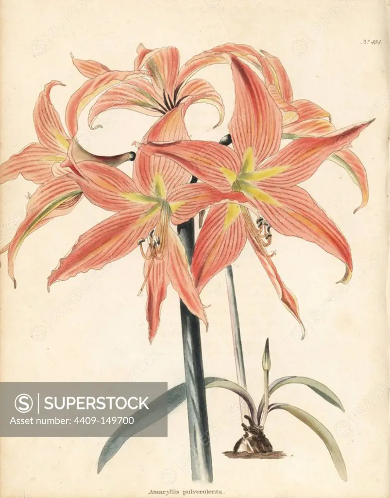 Barbados lily, Hippeastrum striatum. Handcoloured copperplate engraving by George Cooke from Conrad Loddiges' Botanical Cabinet, London, 1810.