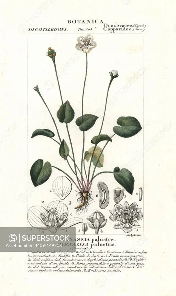 Marsh grass of Parnassus, Parnassia palustris, native to Europe. Handcoloured copperplate stipple engraving from Jussieu's "Dictionary of Natural Science," Florence, Italy, 1837. Engraved by Stanghi, drawn by Pierre Jean-Francois Turpin, and published by Batelli e Figli. Turpin (1775-1840) is considered one of the greatest French botanical illustrators of the 19th century.