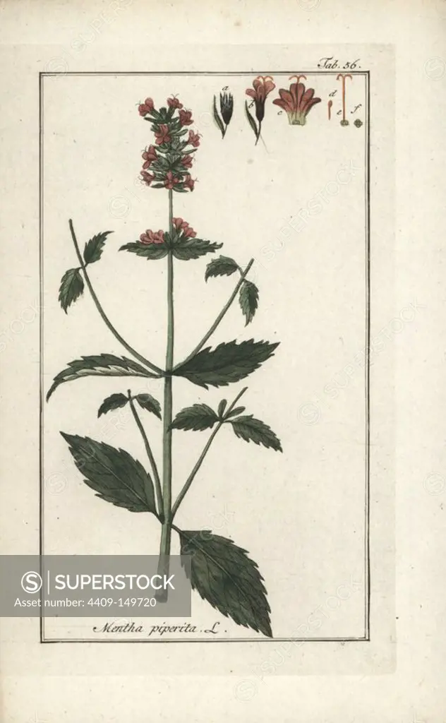 Peppermint, Mentha piperita. Handcoloured copperplate engraving from Johannes Zorn's "Icones plantarum medicinalium," Germany, 1796. Zorn (1739-99) was a German pharmacist and botanist who travelled all over Europe searching for medicinal plants.