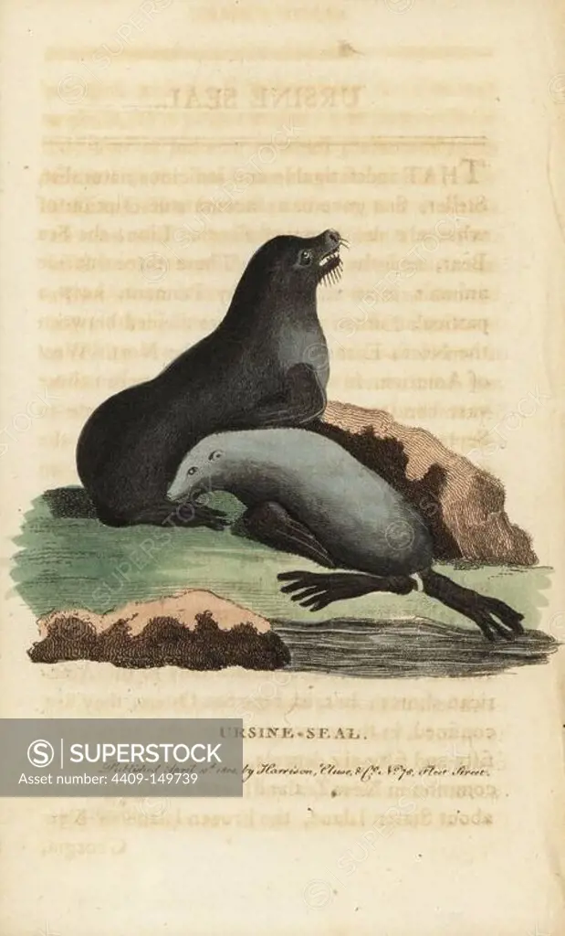 Northern fur seal, Callorhinus ursinus. Vulnerable. (Ursine seal, Phoca ursina) Handcoloured copperplate engraving from "The Naturalist's Pocket Magazine," Harrison, London, 1800.