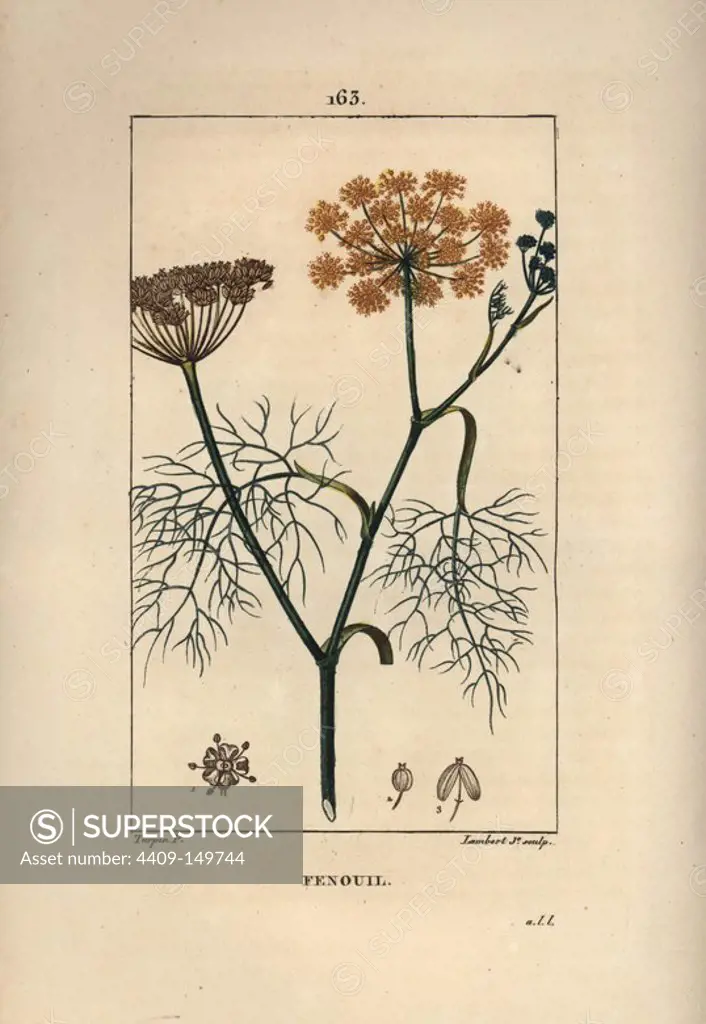 Fennel, Foeniculum vulgare. Handcoloured stipple copperplate engraving by Lambert Junior from a drawing by Pierre Jean-Francois Turpin from Chaumeton, Poiret et Chamberet's "La Flore Medicale," Paris, Panckoucke, 1830. Turpin (1775~1840) was one of the three giants of French botanical art of the era alongside Pierre Joseph Redoute and Pancrace Bessa.