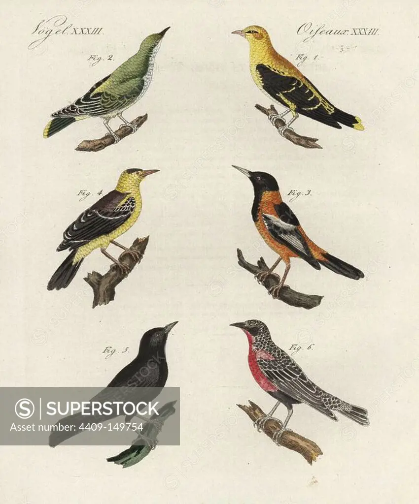 Eurasian golden oriole, Oriolus oriolus male 1, female 2, Venezuelan troupial, Icterus icterus 3, oriole blackbird, Gymnomystax mexicanus 4, greater Antillean grackle, Quiscalus niger 5, and red-breasted blackbird, Sturnella militaris 6. Handcoloured copperplate engraving from Bertuch's "Bilderbuch fur Kinder" (Picture Book for Children), Weimar, 1798. Friedrich Johann Bertuch (1747-1822) was a German publisher and man of arts most famous for his 12-volume encyclopedia for children illustrated with 1,200 engraved plates on natural history, science, costume, mythology, etc., published from 1790-1830.