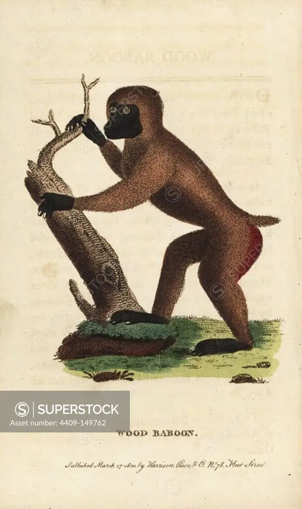 Drill, Mandrillus leucophaeus. (Wood baboon, Simia Papio sylvicola) Endangered. Handcoloured copperplate engraving from "The Naturalist's Pocket Magazine," Harrison, London, 1800.