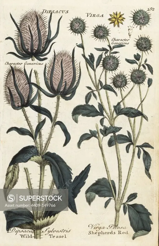 Wild teasel, Dipsacus sylvestris, and shepherds rod, Dipsacus pilosus. Handcoloured botanical copperplate engraving by an unknown artist from "Culpeper's English Family Physician; or Medical Herbal Enlarged, with Several Hundred Additional Plants, Principally from Sir John Hill," by Joshua Hamilton, London, W. Locke, 1792.