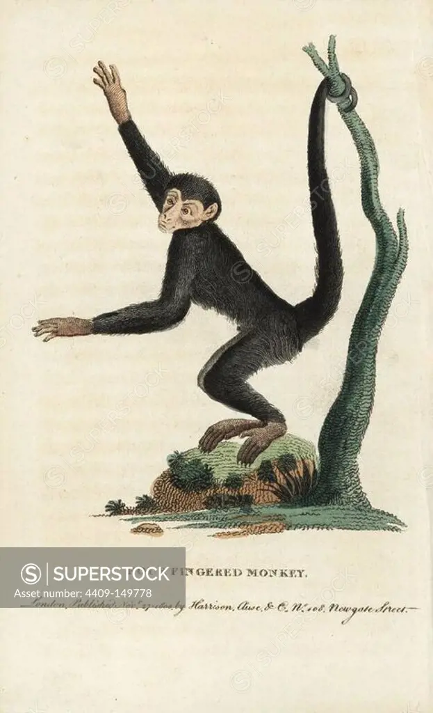 Red-faced spider monkey, Ateles paniscus. Vulnerable. Illustration copied from George Edwards. Handcoloured copperplate engraving from "The Naturalist's Pocket Magazine," Harrison, London, 1800.