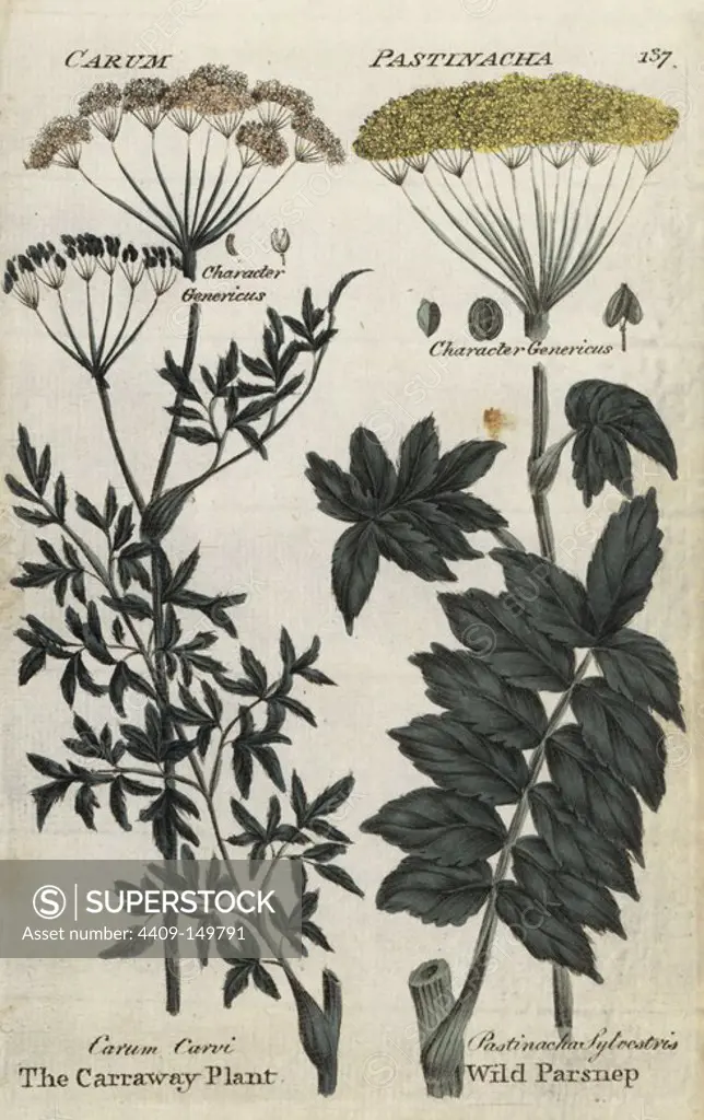 Caraway plant, Carum carvi, and wild parsnip, Pastinaca sativa. Handcoloured botanical copperplate engraving by an unknown artist from "Culpeper's English Family Physician; or Medical Herbal Enlarged, with Several Hundred Additional Plants, Principally from Sir John Hill," by Joshua Hamilton, London, W. Locke, 1792.