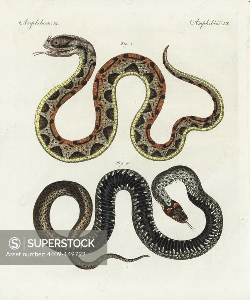 Rhinoceros viper, Bitis nasicornis 1, and carpet python, Morelia spilota 2. Handcoloured copperplate engraving from Bertuch's "Bilderbuch fur Kinder" (Picture Book for Children), Weimar, 1798. Friedrich Johann Bertuch (1747-1822) was a German publisher and man of arts most famous for his 12-volume encyclopedia for children illustrated with 1,200 engraved plates on natural history, science, costume, mythology, etc., published from 1790-1830.