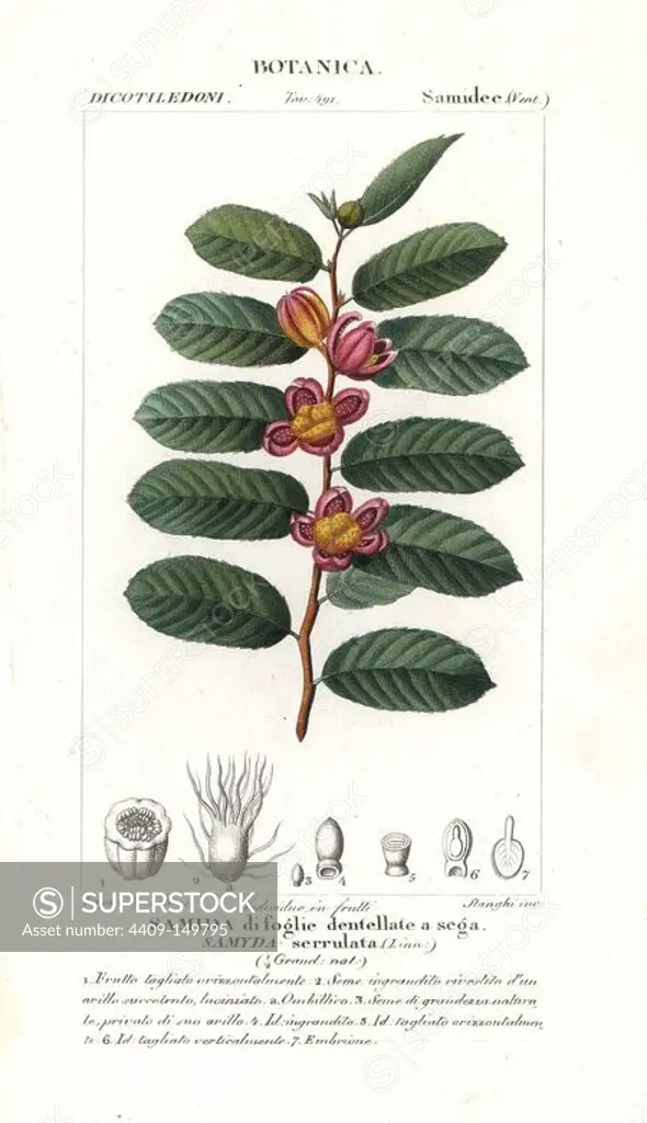 Clovenberry bush, Samyda serrulata, native to the West Indies. Handcoloured copperplate stipple engraving from Jussieu's "Dictionary of Natural Science," Florence, Italy, 1837. Engraved by Stanghi, drawn by Pierre Jean-Francois Turpin, and published by Batelli e Figli. Turpin (1775-1840) is considered one of the greatest French botanical illustrators of the 19th century.