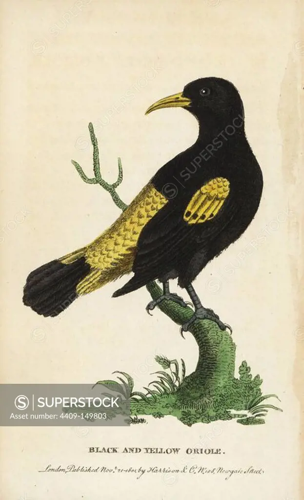 Yellow rumped cacique (Black and yellow oriole), Cacicus cela (Oriolus persicus). Illustration copied from George Edwards. Handcoloured copperplate engraving from "The Naturalist's Pocket Magazine," Harrison, London, 1801.