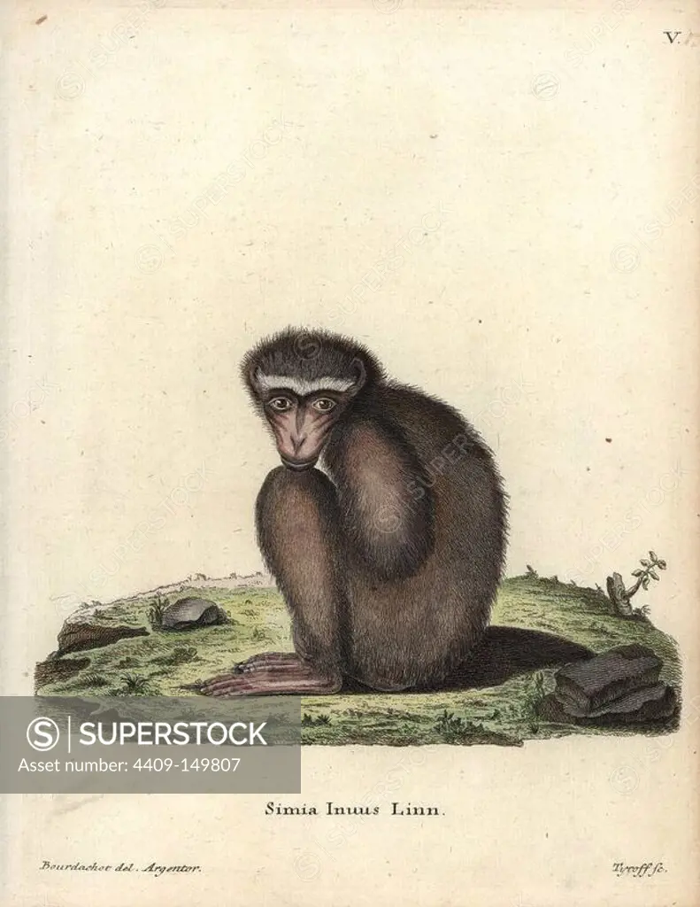 Barbary ape or macaque, Macaca sylvanus. Endangered. Handcoloured copperplate engraving by Tyroff after an illustration by Bourdachot from Johann Christian Daniel Schreber's Animal Illustrations after Nature, or Schreber's Fantastic Animals, Erlangen, Germany, 1775.