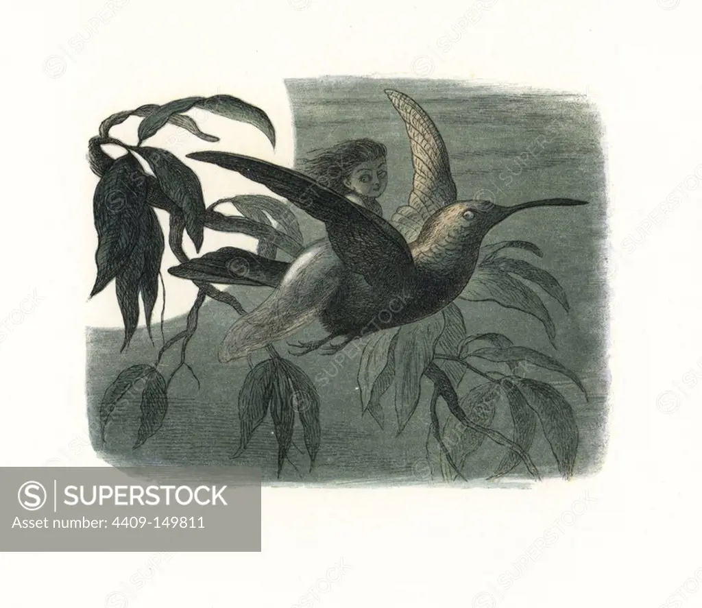 Fairy messenger riding a hummingbird in the moonlight. Handcoloured woodblock print by Edmund Evans after an illustration by Richard Doyle from In Fairyland, a series of Pictures from the Elf World, Longman, London, 1870.