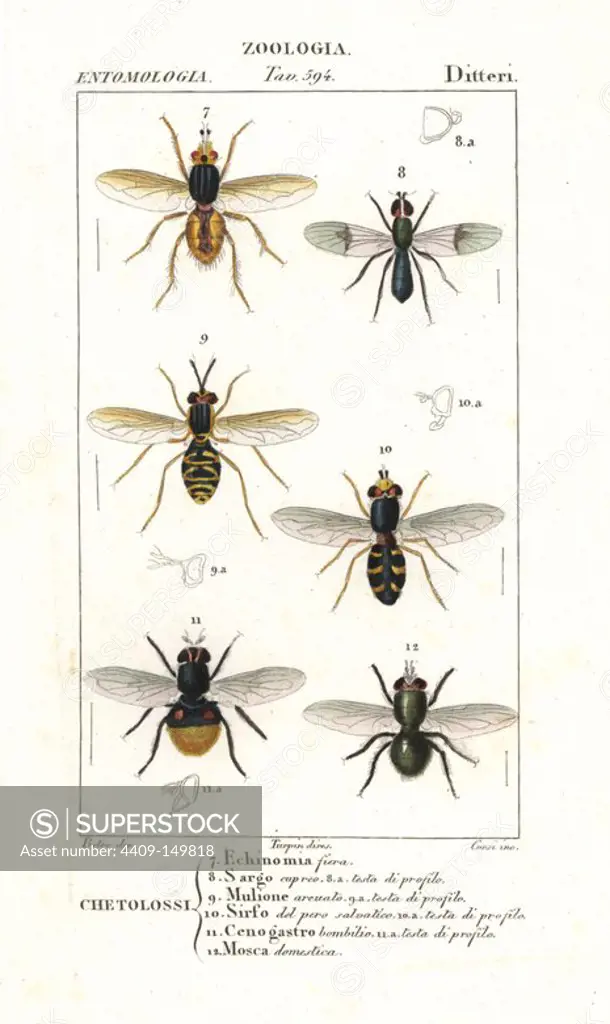 Tachina fly, Tachina fera 7, clouded centurion fly, Sargus cuprarius 8, hoverfly Mulio arcuatus 9, hoverfly Syrphus ribesii 10, flowerfly Cenogaster bombylans 11, and housefly Musca domestica 12. Handcoloured copperplate stipple engraving from Jussieu's "Dictionary of Natural Science," Florence, Italy, 1837. Engraved by Corsi, drawn by Pretre, directed by Pierre Jean-Francois Turpin, and published by Batelli e Figli. Turpin (1775-1840) is considered one of the greatest French botanical illustrators of the 19th century.