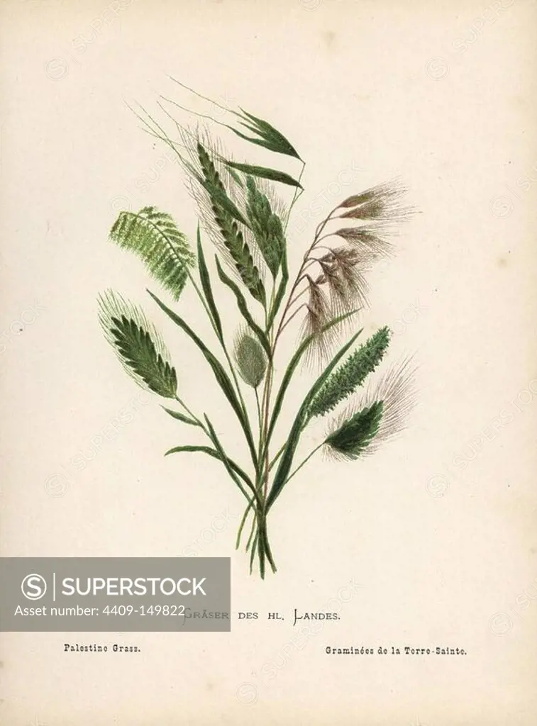 Palestine grasses. Chromolithograph of a botanical illustration by Hannah Zeller from her own Wild Flowers of the Holy Land," James Nisbet, London, 1876. Hannah Zeller (1838-1922) was a Swiss missionary who botanized near Nazareth for many years.