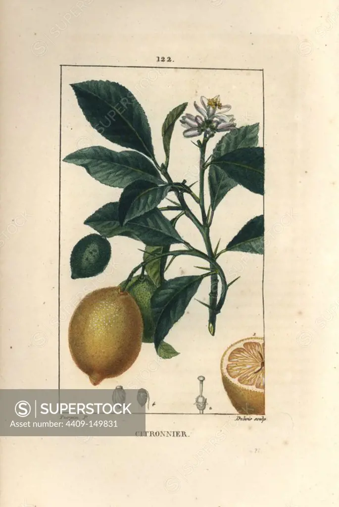 Citron, Citrus medica, with flower, branch, green fruit, ripe yellow fruit and section. Handcoloured stipple copperplate engraving by Dubois from a drawing by Pierre Jean-Francois Turpin from Chaumeton, Poiret et Chamberet's "La Flore Medicale," Paris, Panckoucke, 1830. Turpin (1775~1840) was one of the three giants of French botanical art of the era alongside Pierre Joseph Redoute and Pancrace Bessa.