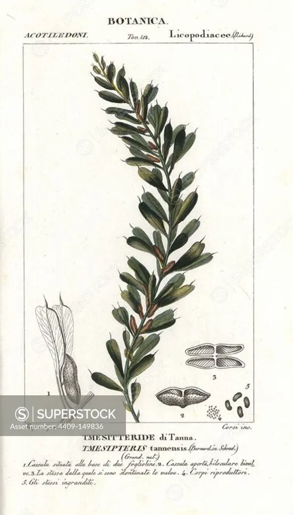 Tmesipteris tannensis, epiphytic fern ally native to New Zealand. Handcoloured copperplate stipple engraving from Jussieu's "Dictionary of Natural Science," Florence, Italy, 1837. Engraved by Corsi, drawn by Pierre Jean-Francois Turpin, and published by Batelli e Figli. Turpin (1775-1840) is considered one of the greatest French botanical illustrators of the 19th century.