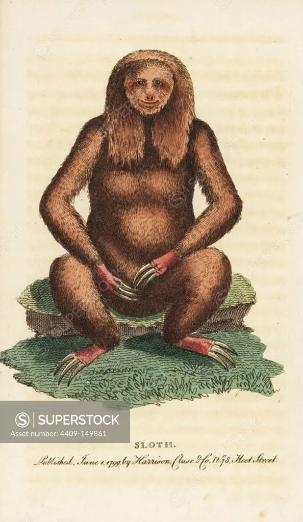 Three-toed sloth, Bradypus tridactylus. Illustration copied from George Edwards. Handcoloured copperplate engraving from "The Naturalist's Pocket Magazine," Harrison, London, 1799.