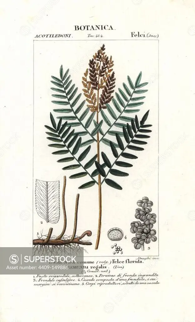 Old World Royal fern, Osmunda regalis, native to Europe, Africa and Asia. Handcoloured copperplate stipple engraving from Jussieu's "Dictionary of Natural Science," Florence, Italy, 1837. Engraved by Stanghi, drawn by Pierre Jean-Francois Turpin, and published by Batelli e Figli. Turpin (1775-1840) is considered one of the greatest French botanical illustrators of the 19th century.