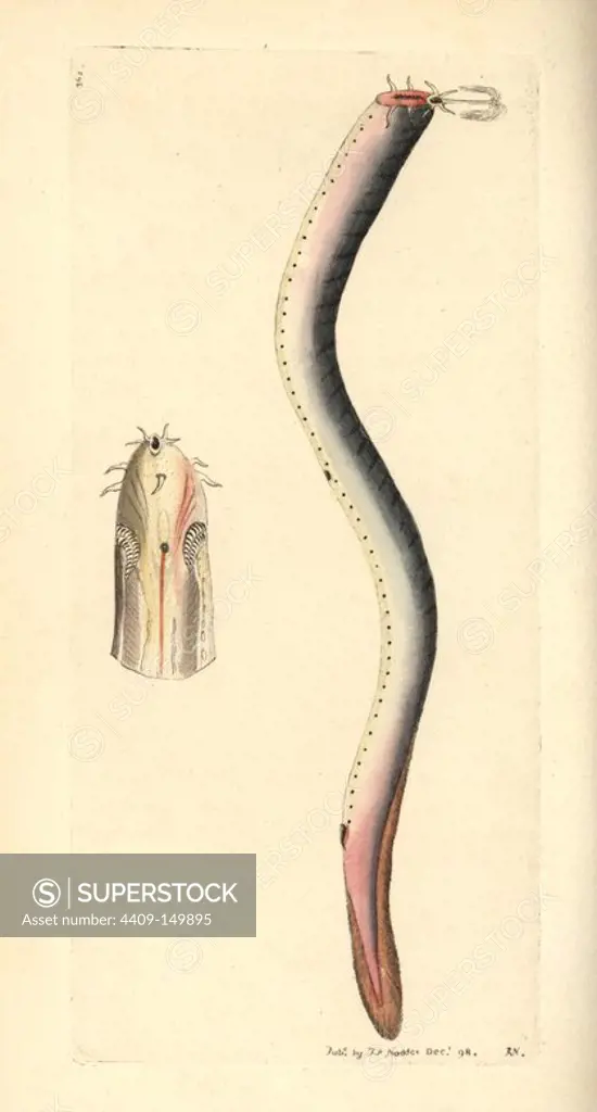 Hagfish, Myxine glutinosa. Illustration drawn and engraved by Richard Polydore Nodder. Handcolored copperplate engraving from George Shaw and Frederick Nodder's "The Naturalist's Miscellany," London, 1798. Most of the 1,064 illustrations of animals, birds, insects, crustaceans, fishes, marine life and microscopic creatures were drawn by George Shaw, Frederick Nodder and Richard Nodder, and engraved and published by the Nodder family. Frederick drew and engraved many of the copperplates until his death around 1800, and son Richard (1774~1823) was responsible for the plates signed RN or RPN. Richard exhibited at the Royal Academy and became botanic painter to King George III.