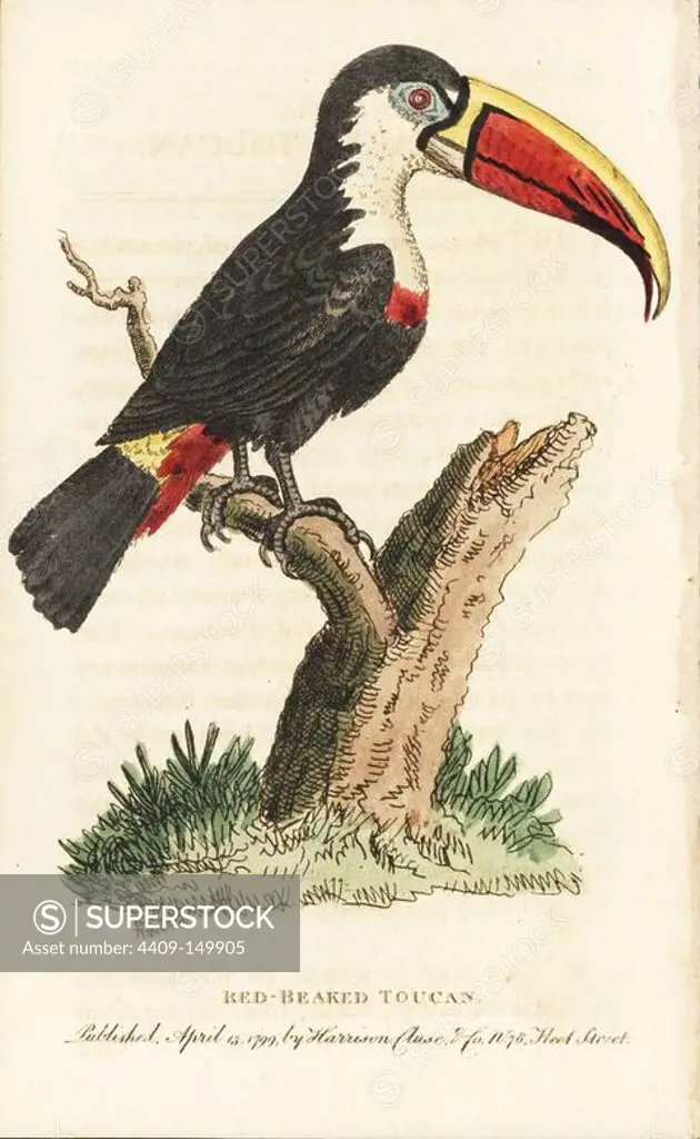 White-throated toucan (red-beaked), Ramphastos tucanos. Illustration copied from George Edwards. Handcoloured copperplate engraving from "The Naturalist's Pocket Magazine," Harrison, London, 1799.