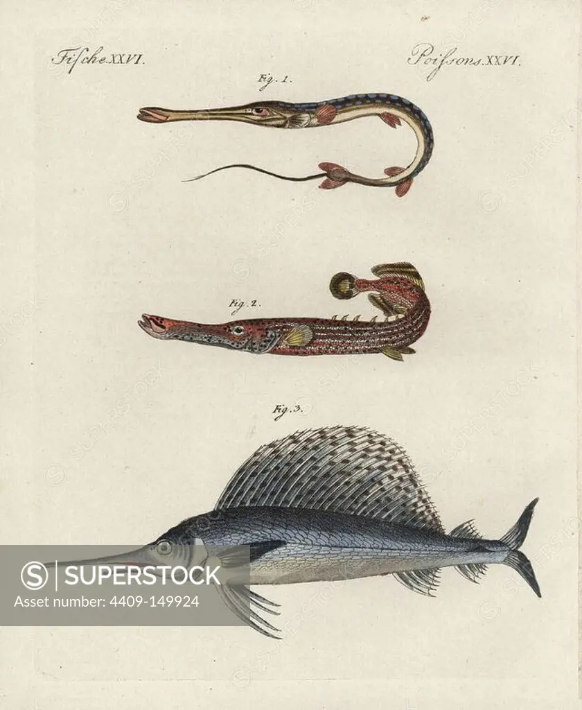 Cornetfish, Fistularia tabacaria 1, Chinese trumpetfish, Aulostomus chinensis 2, and swordfish, Xiphias gladius 3. Handcoloured copperplate engraving from Bertuch's "Bilderbuch fur Kinder" (Picture Book for Children), Weimar, 1798. Friedrich Johann Bertuch (1747-1822) was a German publisher and man of arts most famous for his 12-volume encyclopedia for children illustrated with 1,200 engraved plates on natural history, science, costume, mythology, etc., published from 1790-1830.