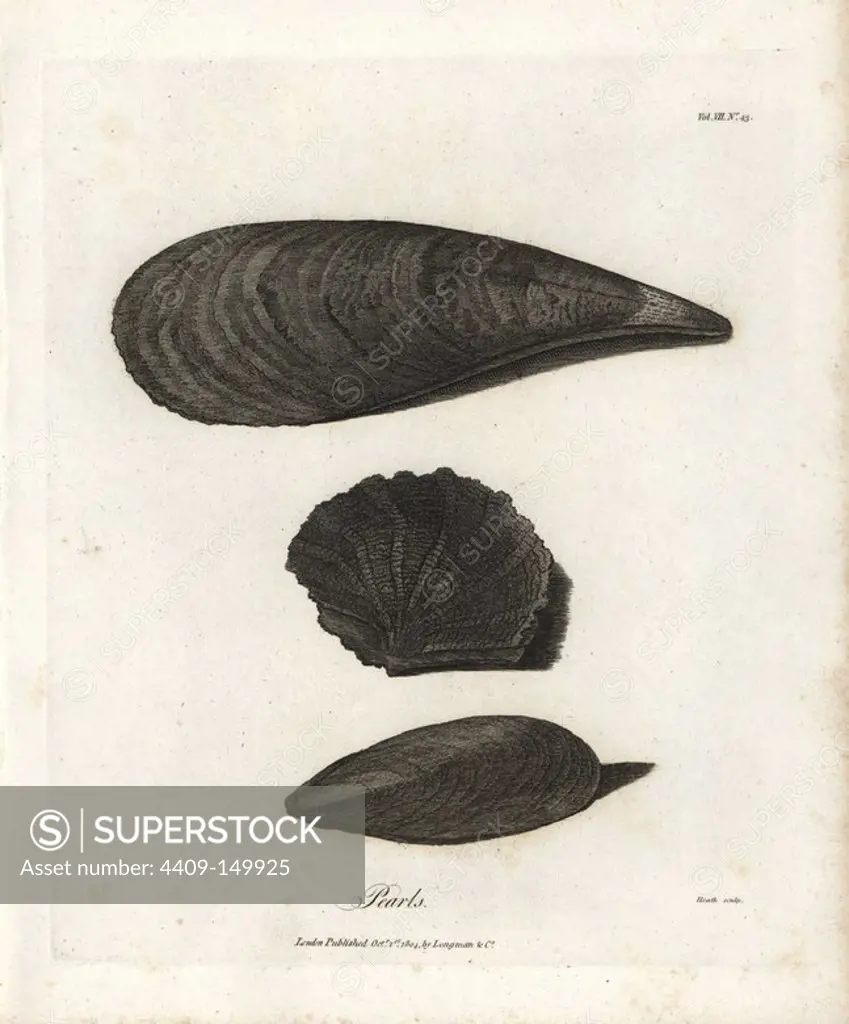 Pearl shells from the Red Sea: mussel, pinna, and oyster. Copperplate engraving from James Bruce's "Travels to Discover the Source of the Nile, in the years 1768, 1769, 1770, 1771, 1772 and 1773," London, 1790. James Bruce (1730-1794) was a Scottish explorer and travel writer who spent more than 12 years in North Africa and Ethiopia. Engraved by Heath after an original drawing by Bruce.