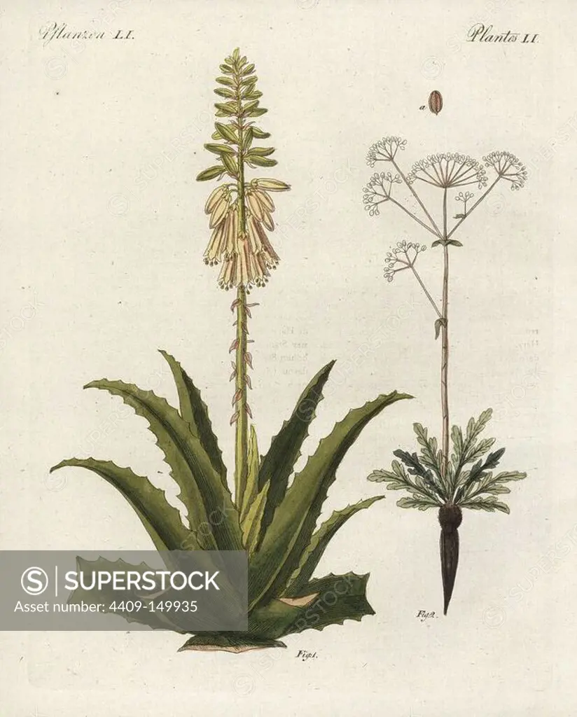 Aloe vera 1, with flower and leaf, and asafoetida 2, Ferula assafoetida, with flower, leaf, root rhizome and seed. Handcoloured copperplate engraving from Bertuch's "Bilderbuch fur Kinder" (Picture Book for Children), Weimar, 1798. Friedrich Johann Bertuch (1747-1822) was a German publisher and man of arts most famous for his 12-volume encyclopedia for children illustrated with 1,200 engraved plates on natural history, science, costume, mythology, etc., published from 1790-1830.