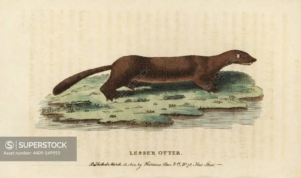 European or Russian mink, Mustela lutreola. (Lesser otter) Critically endangered. Illustration copied from Comte de Buffon's figure of the small otter of Cayenne. Handcoloured copperplate engraving from "The Naturalist's Pocket Magazine," Harrison, London, 1800.