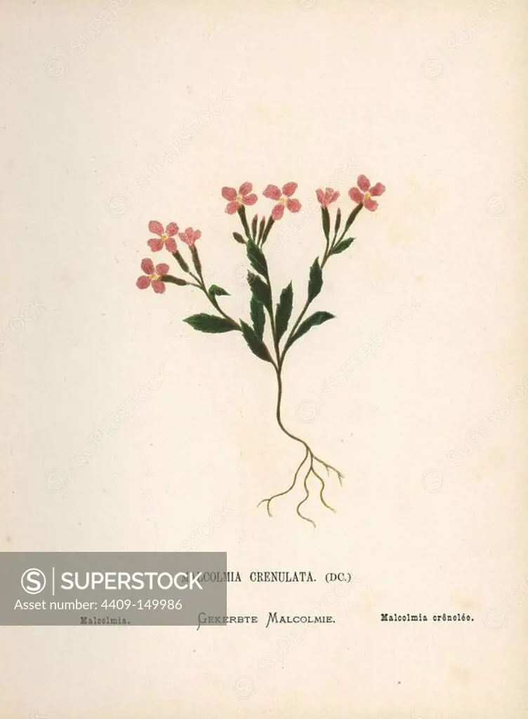 Malcolmia, Maresia meyeri Dvorak. Chromolithograph of a botanical illustration by Hannah Zeller from her own Wild Flowers of the Holy Land," James Nisbet, London, 1876. Hannah Zeller (1838-1922) was a Swiss missionary who botanized near Nazareth for many years.