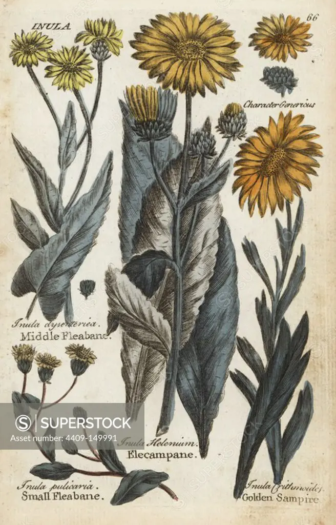 Middle fleabane, Pulicaria dysenterica, small fleabane, Pulicaria vulgaris, elecampane, Inula helenium, and golden samphire, Limbarda crithmoides. Handcoloured botanical copperplate engraving by an unknown artist from "Culpeper's English Family Physician; or Medical Herbal Enlarged, with Several Hundred Additional Plants, Principally from Sir John Hill," by Joshua Hamilton, London, W. Locke, 1792.