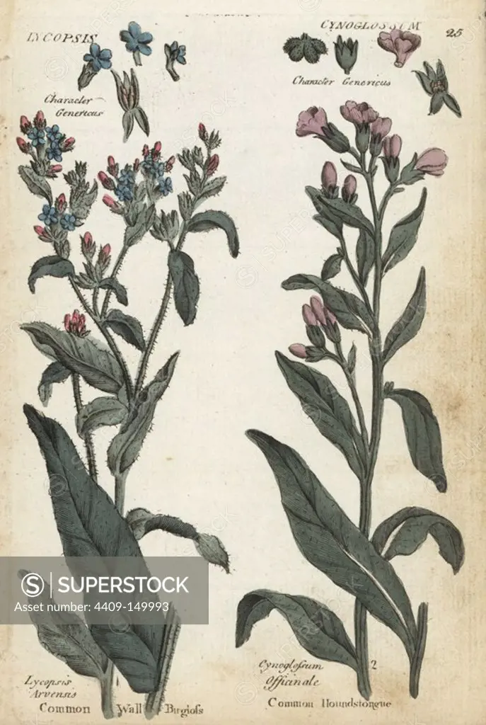 Common wall bugloss, Anchusa arvensis, and houndstongue, Cynoglossum officinale. Handcoloured botanical copperplate engraving by an unknown artist from "Culpeper's English Family Physician; or Medical Herbal Enlarged, with Several Hundred Additional Plants, Principally from Sir John Hill," by Joshua Hamilton, London, W. Locke, 1792.
