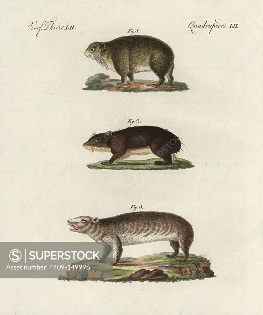 Cape hyrax, Procavia capensis 1, coney, Procavia capensis syriacus 2, and groundhog, Marmota monax 3. Handcoloured copperplate engraving from Bertuch's "Bilderbuch fur Kinder" (Picture Book for Children), Weimar, 1798. Friedrich Johann Bertuch (1747-1822) was a German publisher and man of arts most famous for his 12-volume encyclopedia for children illustrated with 1,200 engraved plates on natural history, science, costume, mythology, etc., published from 1790-1830.