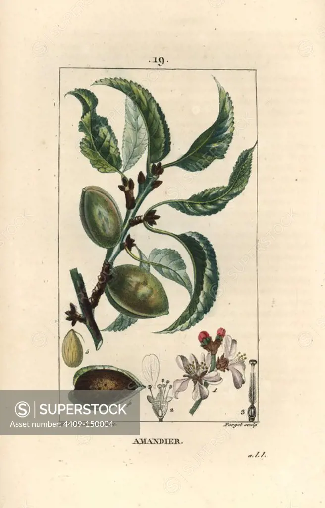 Almond tree, Prunus amygdalus, showing blossom, leaf, ripe fruit, nut and shell in section. Handcoloured stipple copperplate engraving by Forget from a drawing by Ernestine Panckoucke from Chaumeton, Poiret et Chamberet's "La Flore Medicale," Paris, Panckoucke, 1830. Madame Anne-Ernestine Panckoucke (1784-1860) was a talented student of Pierre-Joseph Redoute and wife of the publisher Panckoucke.
