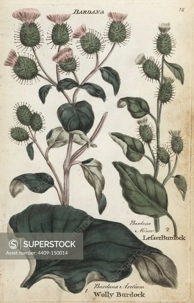 Woolly burdock, Arctium tomentosum, and lesser burdock, Arctium minus. Handcoloured botanical copperplate engraving by an unknown artist from "Culpeper's English Family Physician; or Medical Herbal Enlarged, with Several Hundred Additional Plants, Principally from Sir John Hill," by Joshua Hamilton, London, W. Locke, 1792.