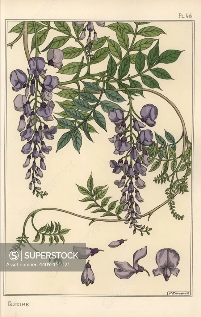 Glycine botanical study. Lithograph by M. P. Verneuil with pochoir (stencil) handcoloring from Eugene Grasset's Plants and their Application to Ornament, Paris, 1897. Eugene Grasset (1841-1917) was a Swiss artist whose innovative designs inspired the art nouveau movement at the end of the 19th century.