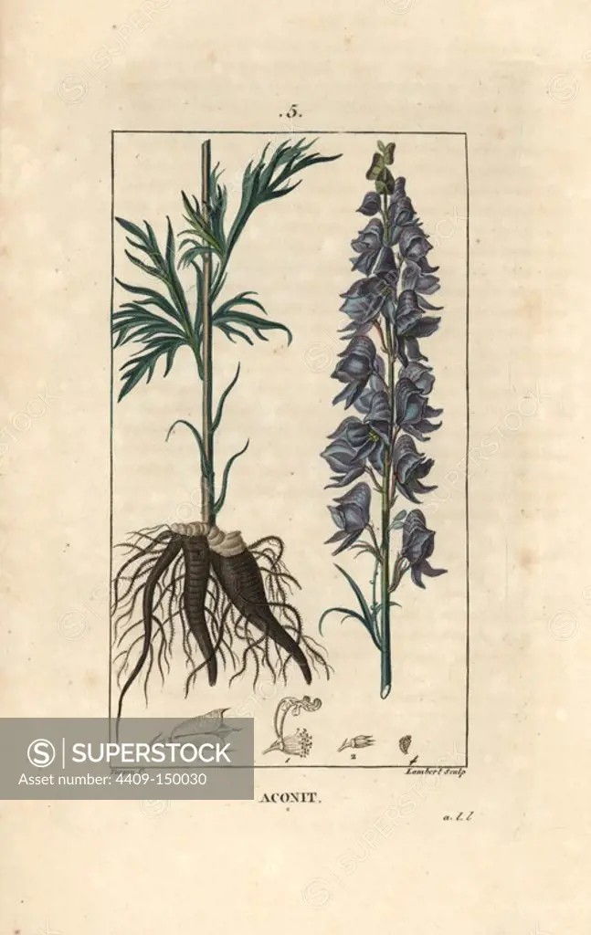 Monkshood, Aconitum napellus, showing flowers, leaves and roots. Handcoloured stipple copperplate engraving by Lambert from a drawing by Pierre Jean-Francois Turpin from Chaumeton, Poiret et Chamberet's "La Flore Medicale," Paris, Panckoucke, 1830. Turpin (1775~1840) was one of the three giants of French botanical art of the era alongside Pierre Joseph Redoute and Pancrace Bessa.