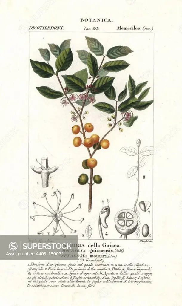 Mouriri fruit, Mouriri guianensis, native to South America. Handcoloured copperplate stipple engraving from Jussieu's "Dictionary of Natural Science," Florence, Italy, 1837. Engraved by Stanghi, drawn by Pierre Jean-Francois Turpin, and published by Batelli e Figli. Turpin (1775-1840) is considered one of the greatest French botanical illustrators of the 19th century.