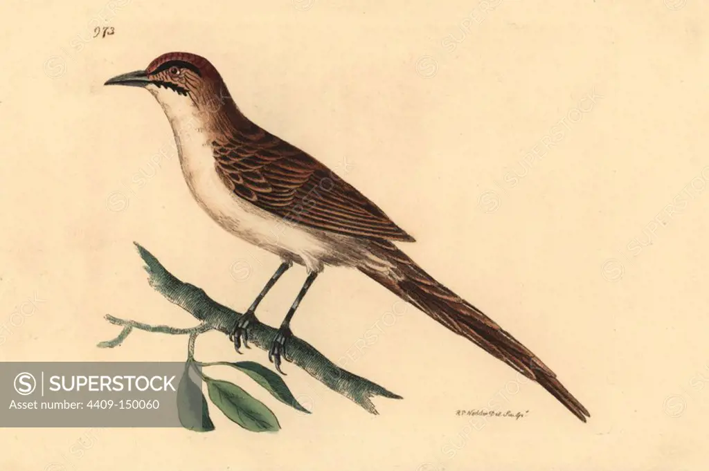 Double-streaked warbler, Motacilla diophrys. Unknown species of African warbler also called Sylvia diophrys and Drymoica diophrys. Illustration drawn and engraved by Richard Polydore Nodder. Handcolored copperplate engraving from George Shaw and Frederick Nodder's "The Naturalist's Miscellany" 1812. Most of the 1,064 illustrations of animals, birds, insects, crustaceans, fishes, marine life and microscopic creatures for the Naturalist's Miscellany were drawn by George Shaw, Frederick Nodder and Richard Nodder, and engraved and published by the Nodder family. Frederick drew and engraved many of the copperplates until his death around 1800, and son Richard (1774~1823) was responsible for the plates signed RN or RPN. Richard exhibited at the Royal Academy and became botanic painter to King George III.