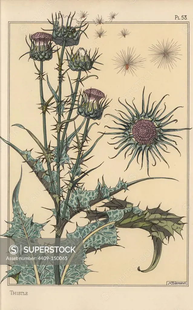 Thistle botanical study. Lithograph by M. P. Verneuil with pochoir (stencil) handcoloring from Eugene Grasset's Plants and their Application to Ornament, Paris, 1897. Eugene Grasset (1841-1917) was a Swiss artist whose innovative designs inspired the art nouveau movement at the end of the 19th century.