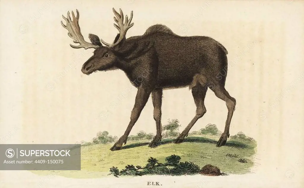 Elk or wapiti, Cervus canadensis. Handcoloured copperplate engraving from "The Naturalist's Pocket Magazine," Harrison, London, 1799.