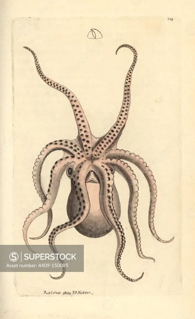 Horned octopus, Eledone cirrhosa. Handcolored copperplate engraving from George Shaw and Frederick Nodder's "The Naturalist's Miscellany," London, 1798. Most of the 1,064 illustrations of animals, birds, insects, crustaceans, fishes, marine life and microscopic creatures were drawn by George Shaw, Frederick Nodder and Richard Nodder, and engraved and published by the Nodder family. Frederick drew and engraved many of the copperplates until his death around 1800, and son Richard (1774~1823) was responsible for the plates signed RN or RPN. Richard exhibited at the Royal Academy and became botanic painter to King George III.