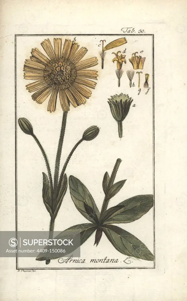 Leopard's bane or wolf's bane, Arnica montana. Handcoloured copperplate engraving from a drawing by B. Thanner from Johannes Zorn's "Icones plantarum medicinalium," Germany, 1796. Zorn (1739-99) was a German pharmacist and botanist who travelled all over Europe searching for medicinal plants.