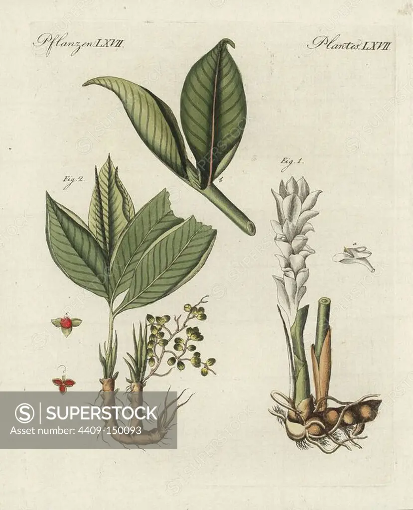 Zedoary or white turmeric, Curcuma zedoaria 1, flower a, leaf b, and grains of paradise, Aframomum melegueta 2. Handcoloured copperplate engraving from Bertuch's "Bilderbuch fur Kinder" (Picture Book for Children), Weimar, 1798. Friedrich Johann Bertuch (1747-1822) was a German publisher and man of arts most famous for his 12-volume encyclopedia for children illustrated with 1,200 engraved plates on natural history, science, costume, mythology, etc., published from 1790-1830.