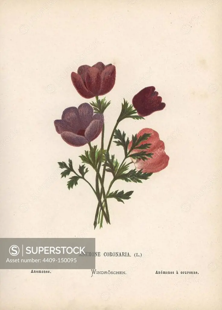 Poppy anemones, Anemone coronaria. Chromolithograph of a botanical illustration by Hannah Zeller from her own Wild Flowers of the Holy Land," James Nisbet, London, 1876. Hannah Zeller (1838-1922) was a Swiss missionary who botanized near Nazareth for many years.