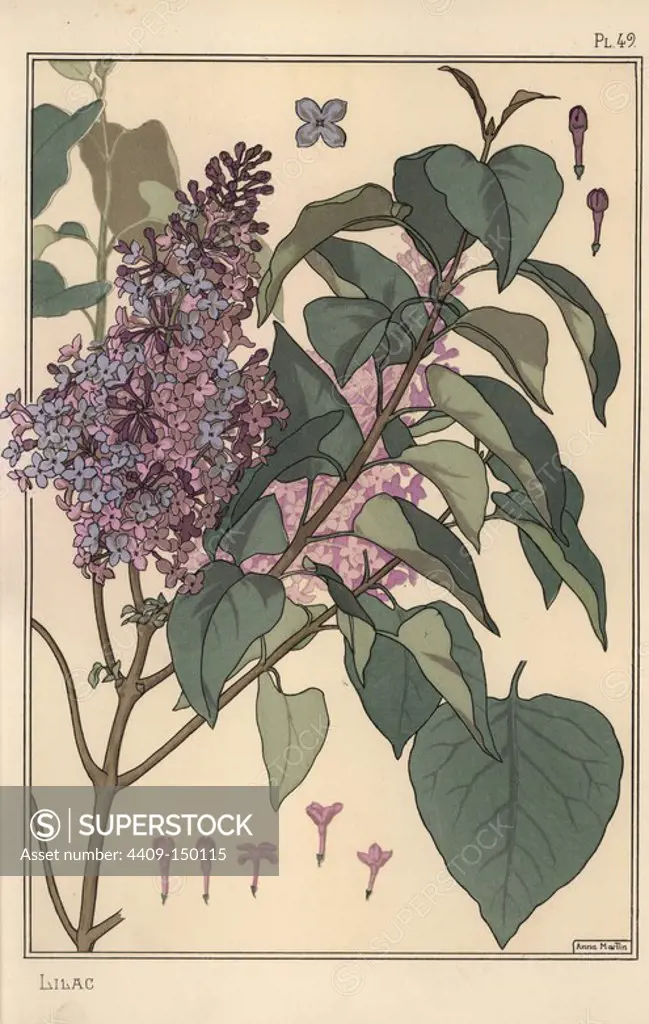Lilac botanical study. Lithograph by Anna Martin with pochoir (stencil) handcoloring from Eugene Grasset's Plants and their Application to Ornament, Paris, 1897. Eugene Grasset (1841-1917) was a Swiss artist whose innovative designs inspired the art nouveau movement at the end of the 19th century.
